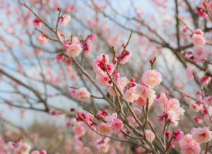 EAAとBCAAの併用に最適なタイミングはどのように指導されるべきか？